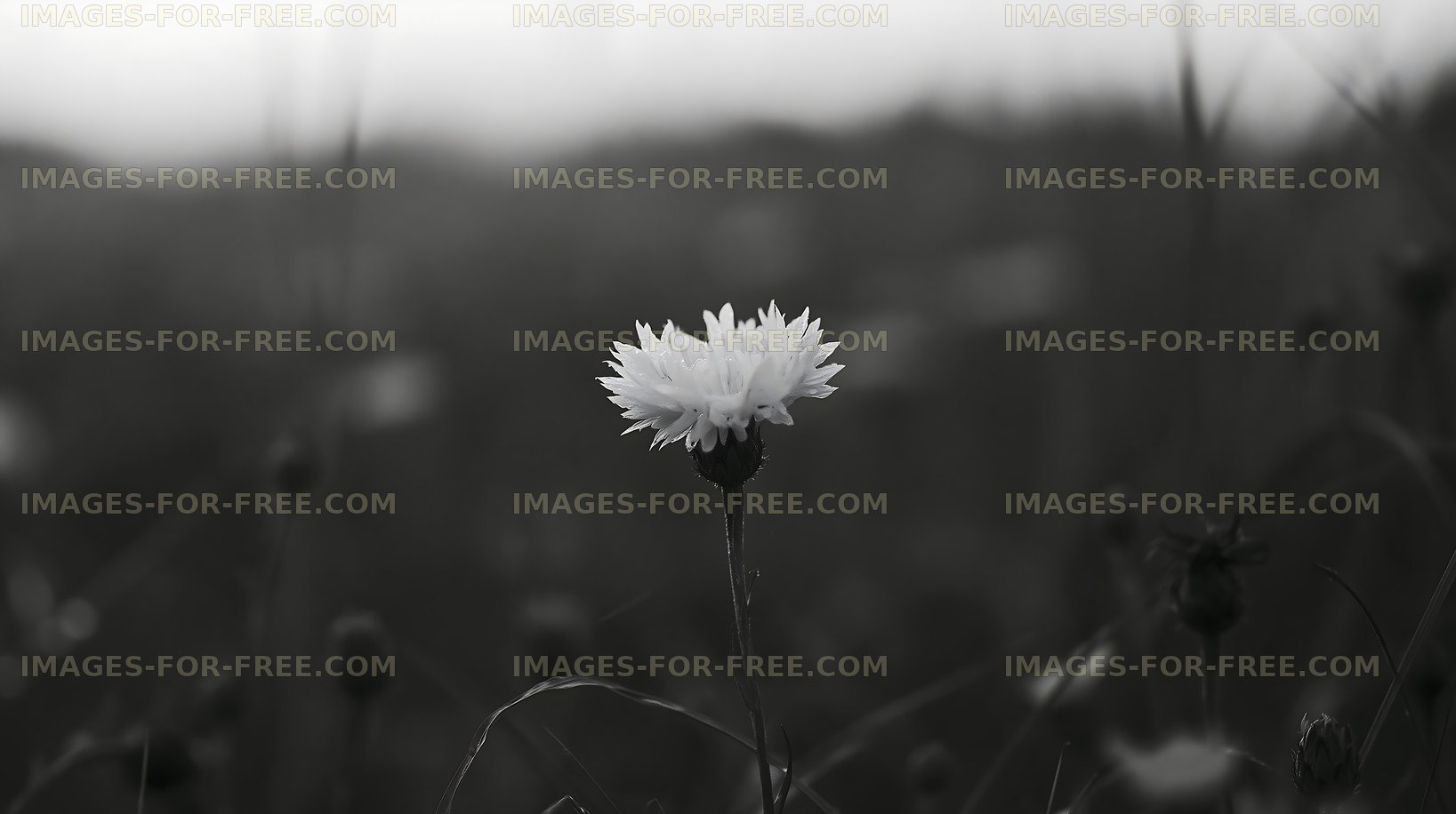 Single white flower in a black and white field