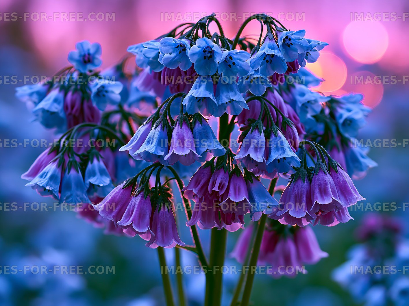 Colorful bell flowers at sunset in a garden
