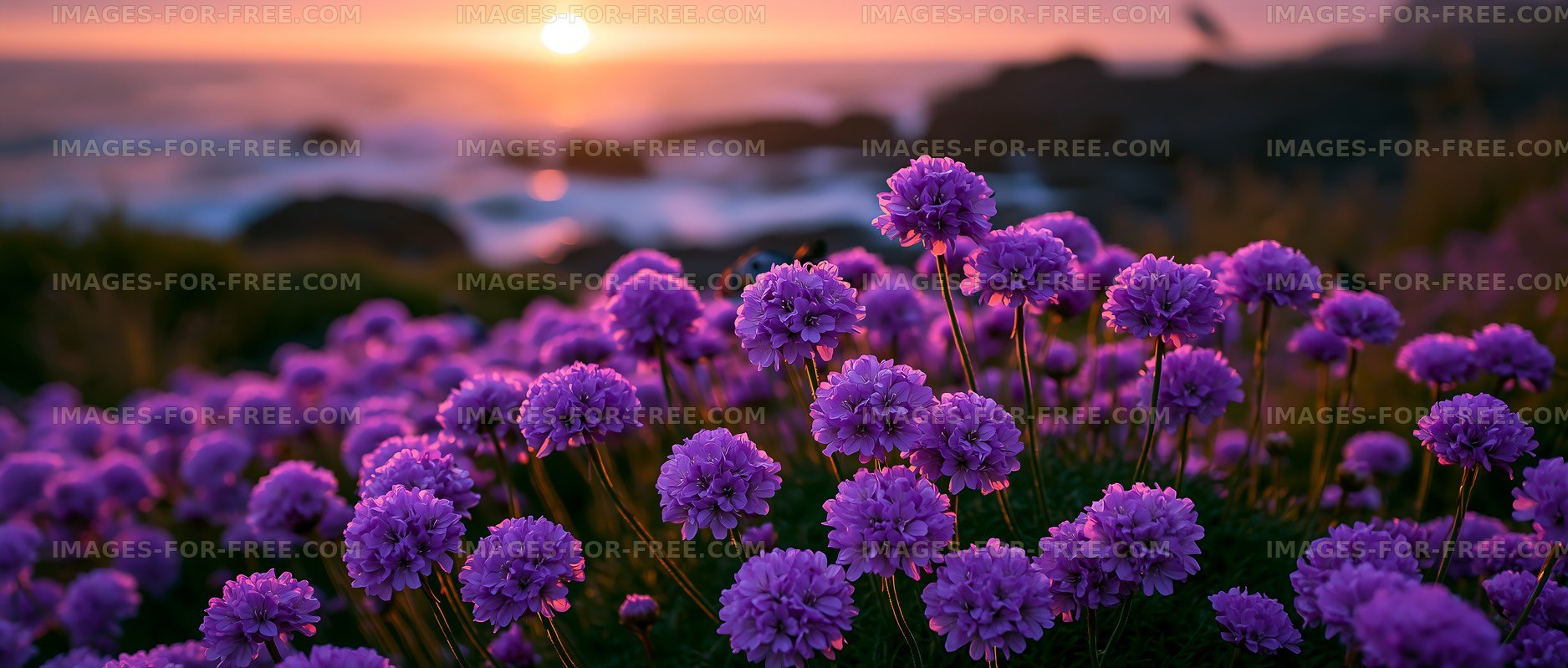Sunset over purple flowers by the coastal shore