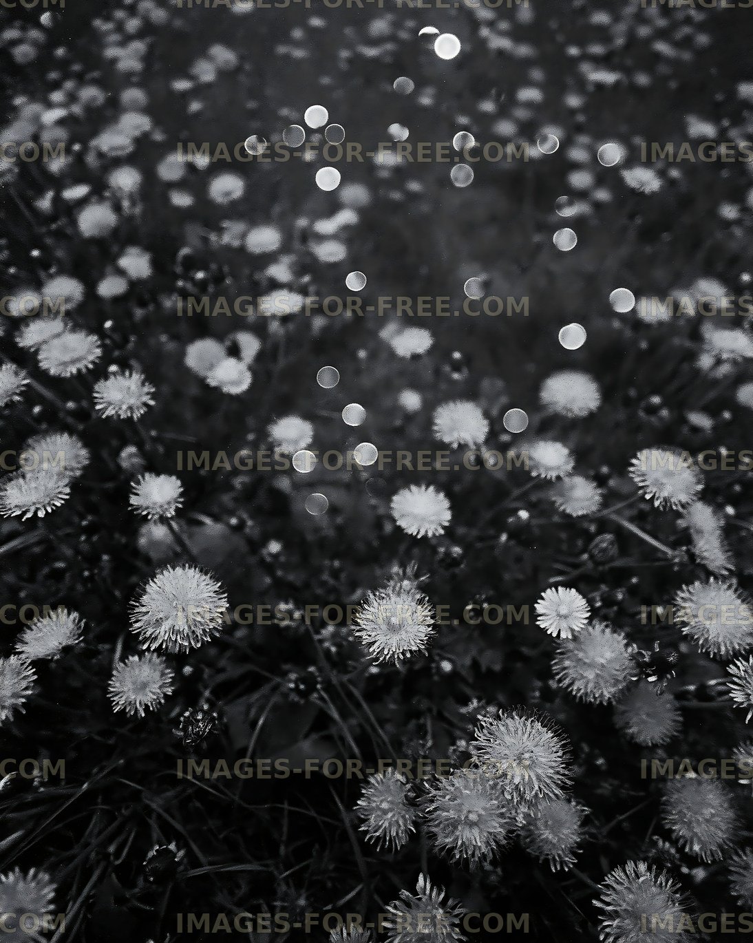 Dandelions in a field under a cloudy sky