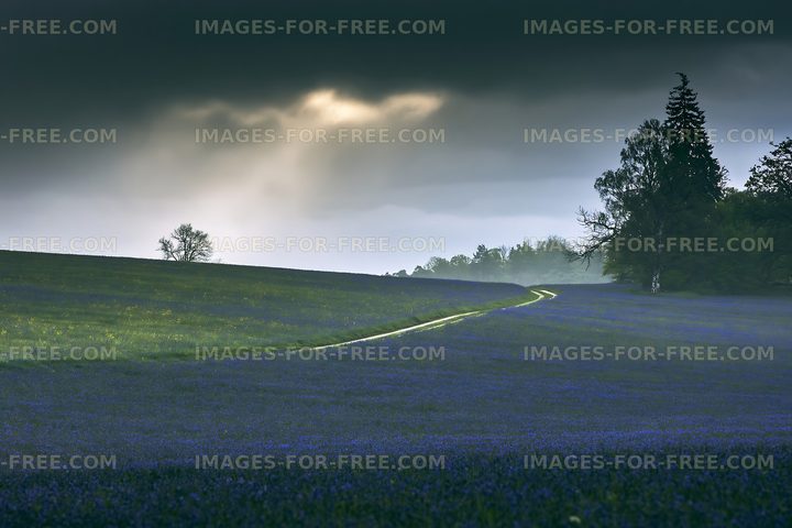 Path through a field of blue flowers under cloudy sky