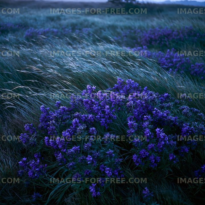 Violet flowers blooming in a grassy field during twilight