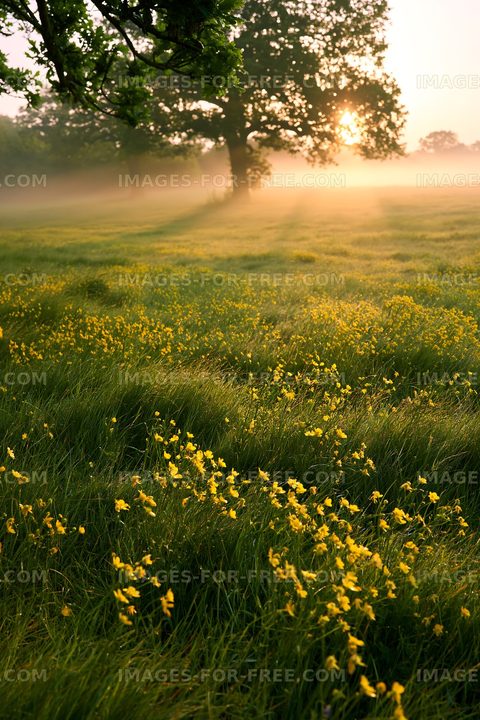 Morning light shines on a field of yellow flowers and grass