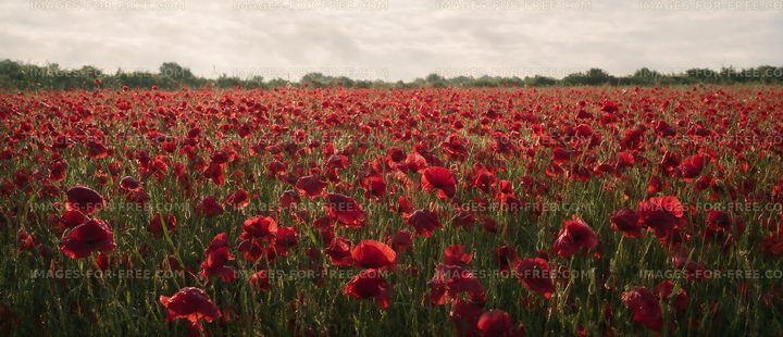 Fields of red poppies in bloom under a cloudy sky