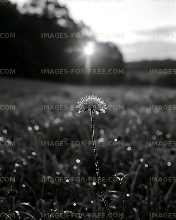 Flower in dew with sunlight in background