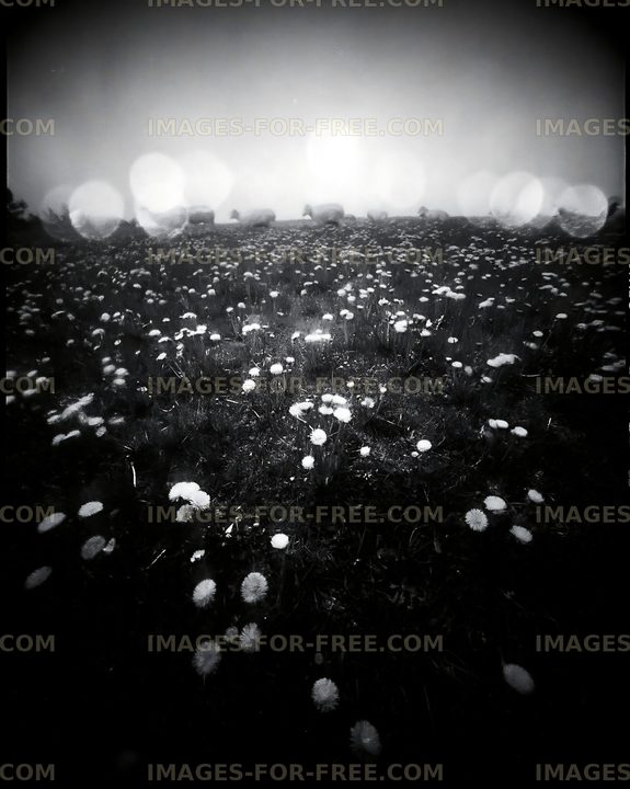 Black and white field with flowers under cloudy sky