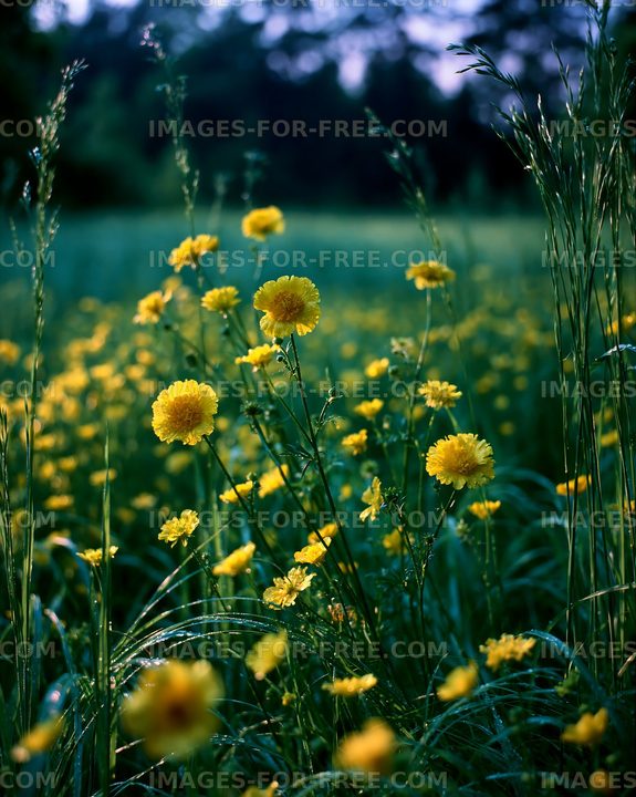 Field of yellow flowers in late afternoon light