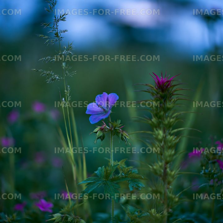 Wildflowers growing in a field during blue hour