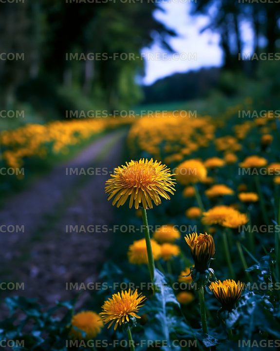 Dandelion fields along a rural path during early evening