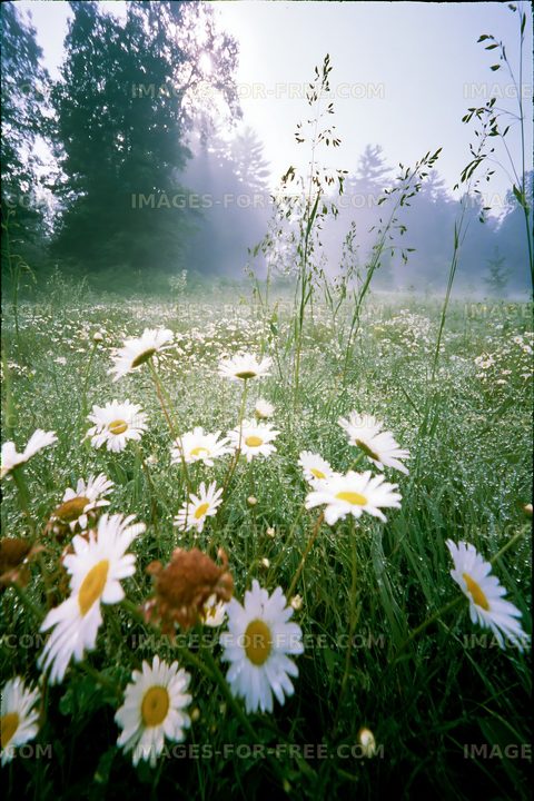 Daisies blooming in a foggy meadow during early morning