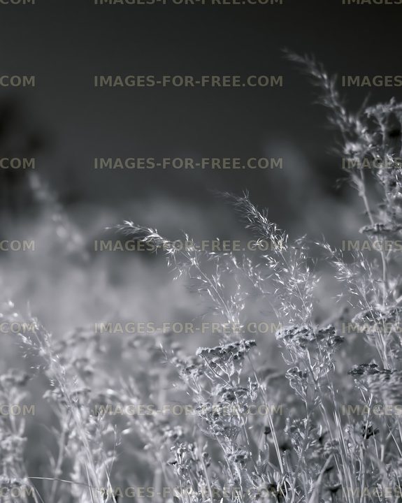 Grass field illuminated by soft light during sunset