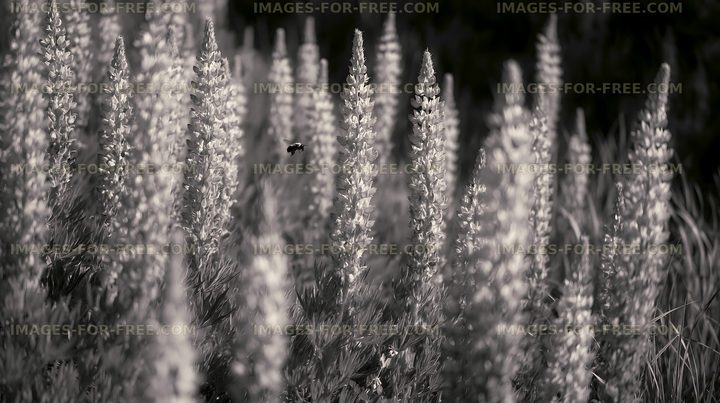 Lupine flowers in black and white with a bee