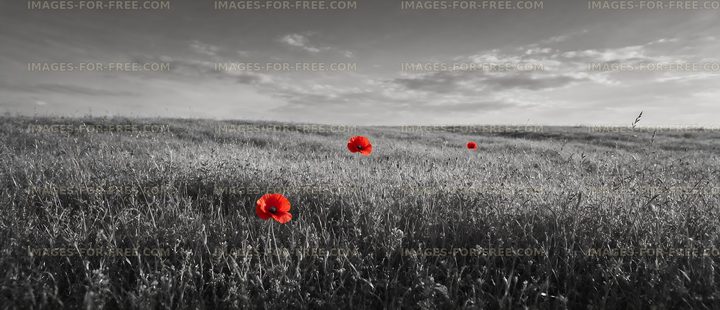 Red poppies in a black and white field with clouds