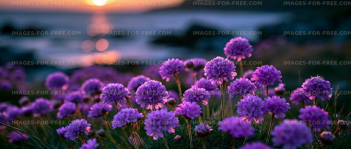 Vibrant purple flowers during sunset by the water