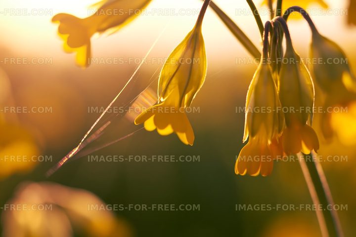 Yellow flowers with sunlight creating a warm atmosphere