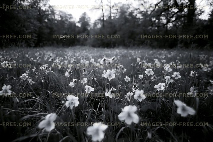 Field of flowers in black and white during late afternoon light