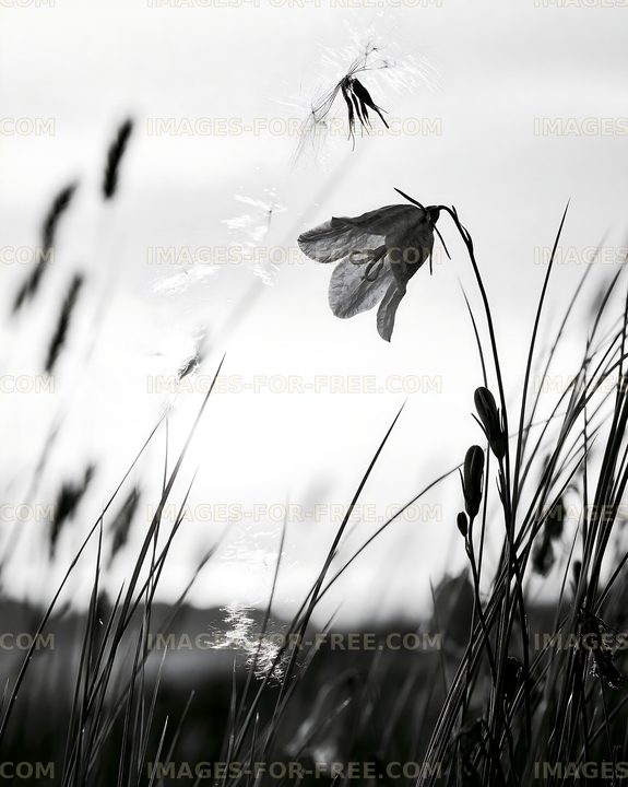 Wildflower in field at sunset with tall grass