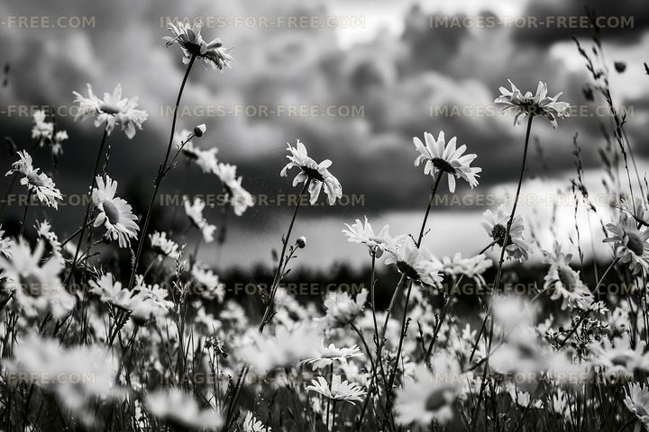 Black and white flowers in a field under cloudy sky