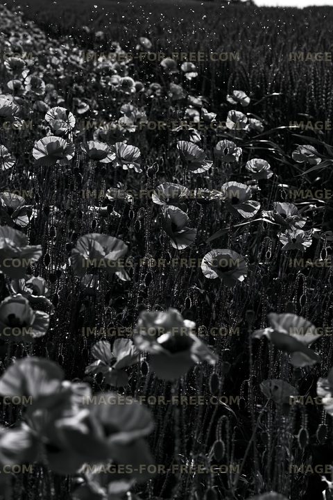 Field of poppies in black and white showing bloom in sunlight