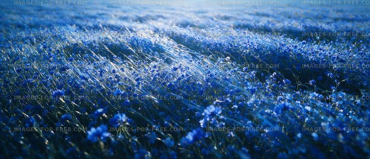 Vast field of blue flowers swaying in the breeze