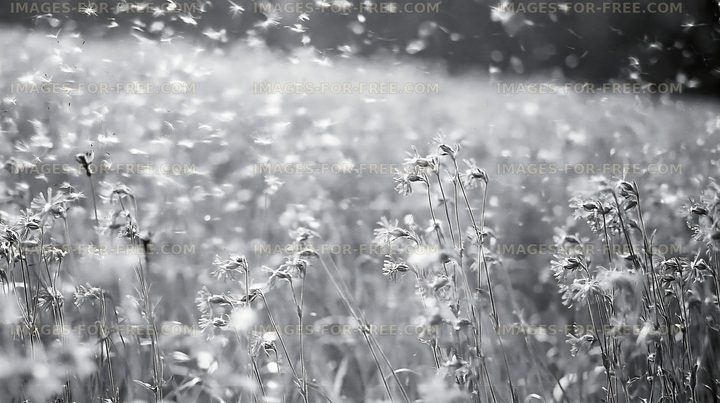 Black and white field of wildflowers swaying in the wind