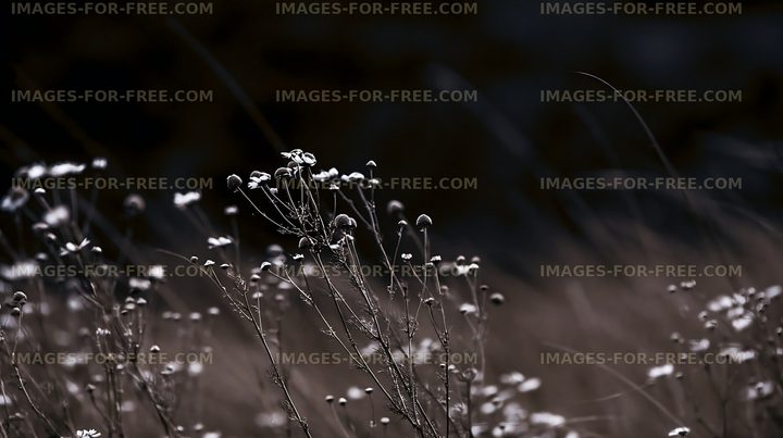 Wildflowers in black and white with soft background details