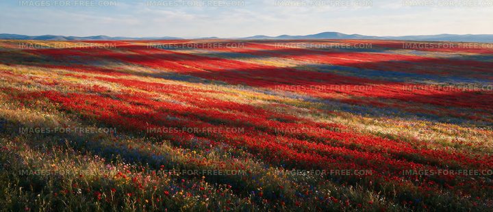 Colorful flower field under blue sky during daytime