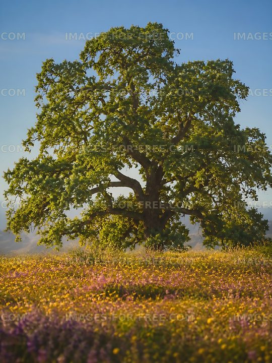 Large oak tree in a field of wildflowers during sunny day