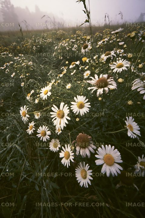 Field of daisies in early morning fog
