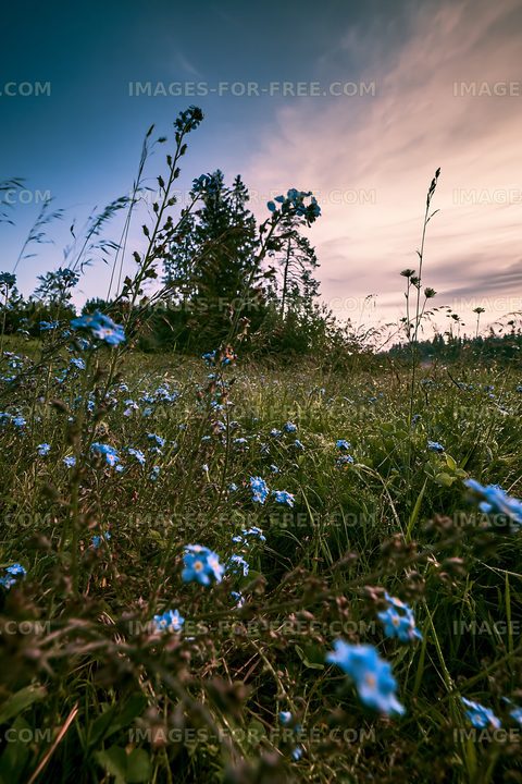 Wild blueflowers in a field during sunset