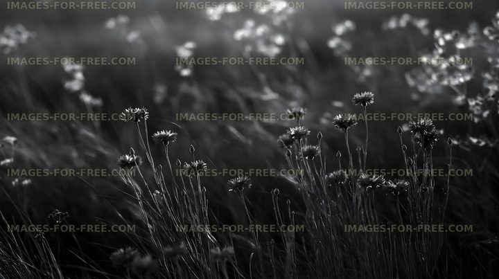 Black and white flowers in a field at sunset