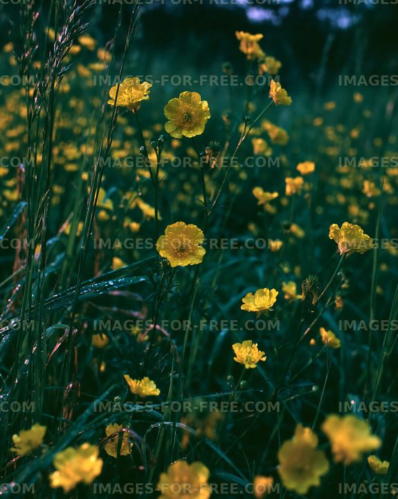 Yellow flowers in a lush green field during daylight