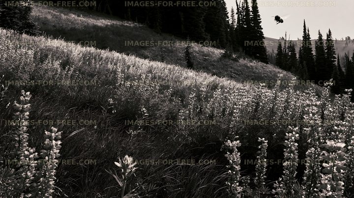 Lush meadow with wildflowers and bees under a clear sky