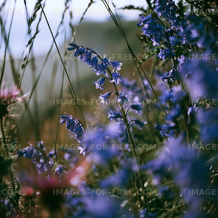 Wildflowers in natural setting on a sunny day