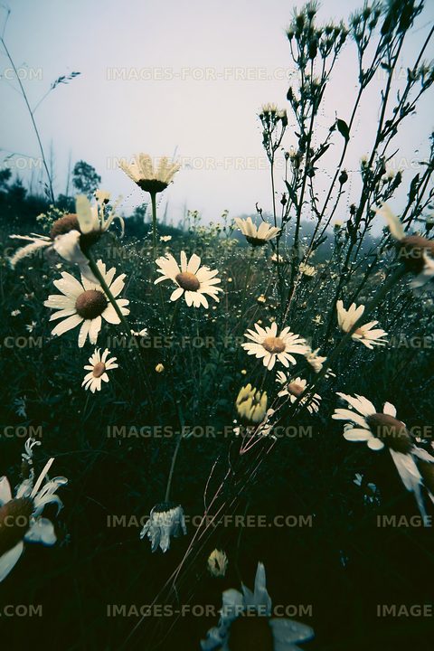 Daisies and wildflowers in a field on a foggy day