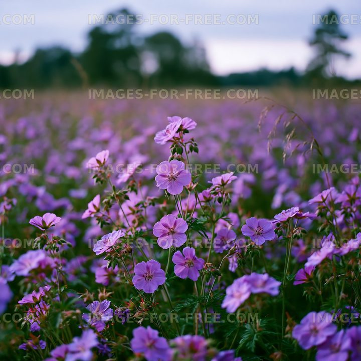 Purple wildflowers blooming in a field at dusk