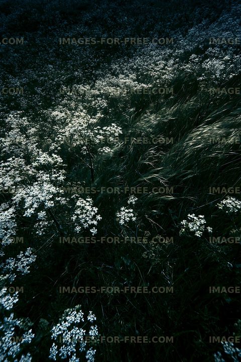 Flower field with grass under natural light