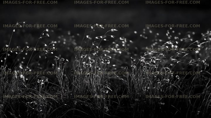Wildflowers in a field during sunset