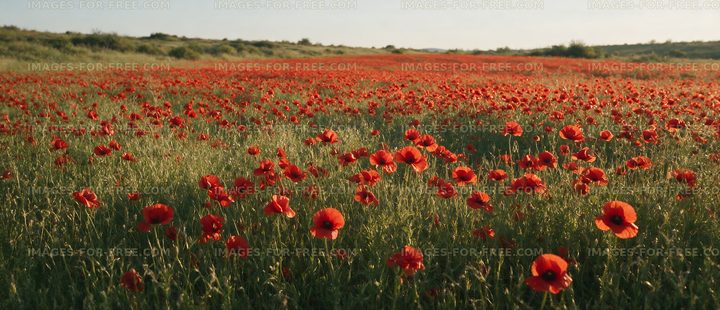 Vibrant field of red poppies against green grass