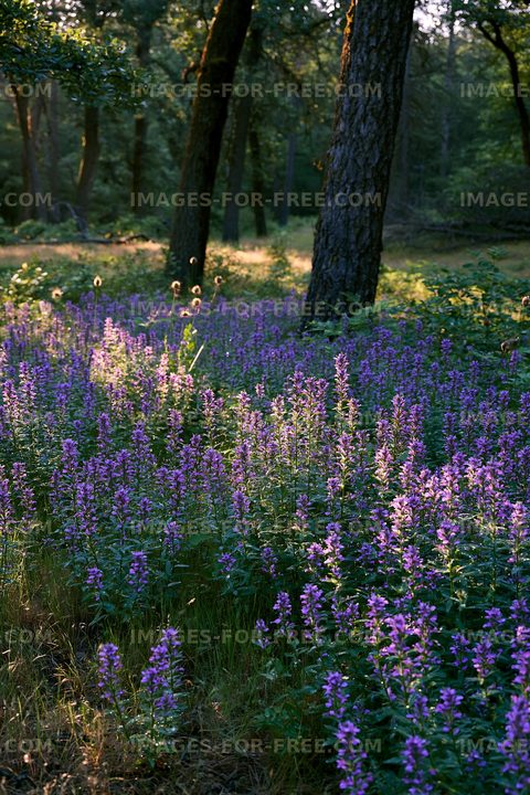 Violet flowers bloom under trees in a forest during the day