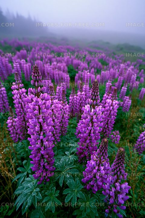 Lush field of purple flowers in foggy landscape