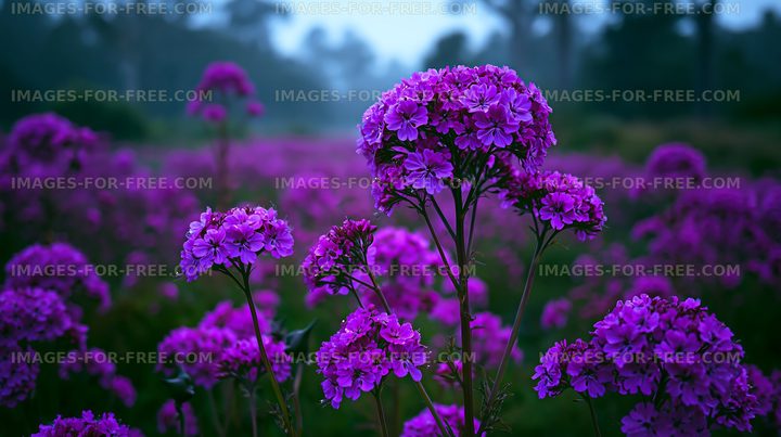 Purple flowers bloom in a field during early morning
