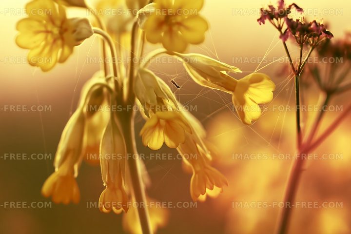 Yellow flowers with spider webs at sunset