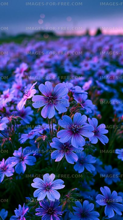 Purple flowers bloom in a field at sunset