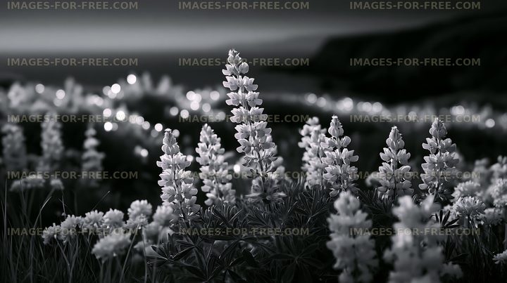 Black and white flowers in a field near a coastline
