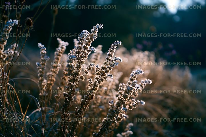 Wildflowers in sunlight during golden hour
