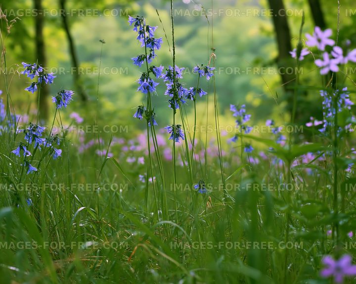 Colorful wildflowers bloom in a forest clearing during spring