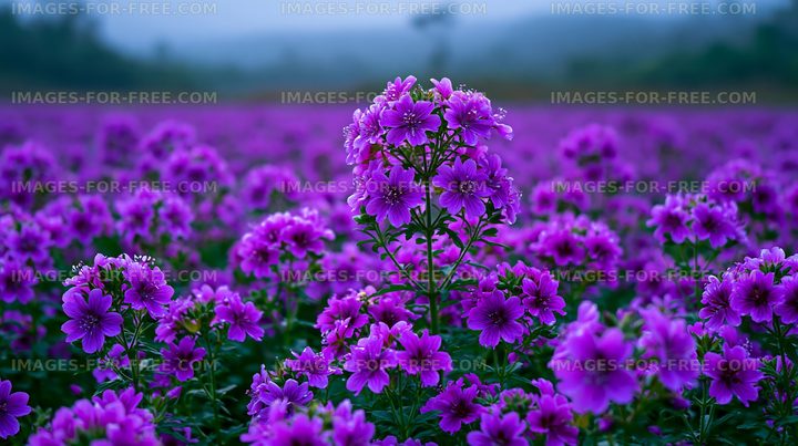 Vibrant purple flowers blooming in a vast field