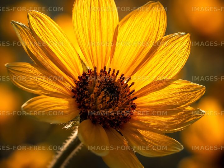 Sunflower close-up in golden sunlight
