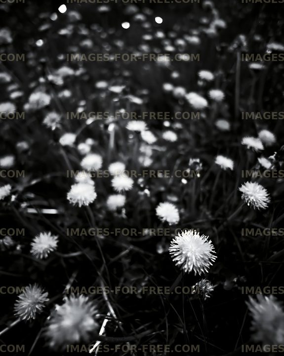 Black and white field of small flowers in a natural setting
